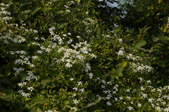 Clematis triloba